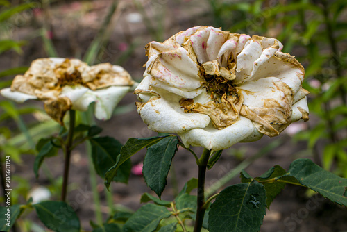 White rose flower affected by fungal infection - botrytis cinerea (gray rot). Gray rot on roses (Botrytis cinerea). Rose flower affected by fungal