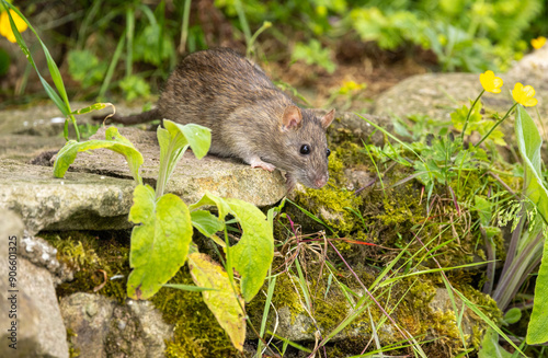 Brown rat - Rattus norvegicus