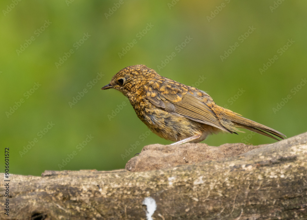 European robin - Erithacus rubecula European robin - Erithacus rubecula