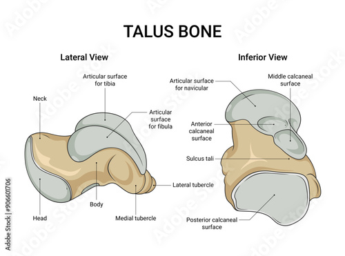 Anatomy of Talus Bone Lateral View and Inferior View