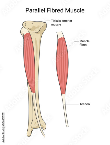 Parallel Fibred Muscle Medical Design