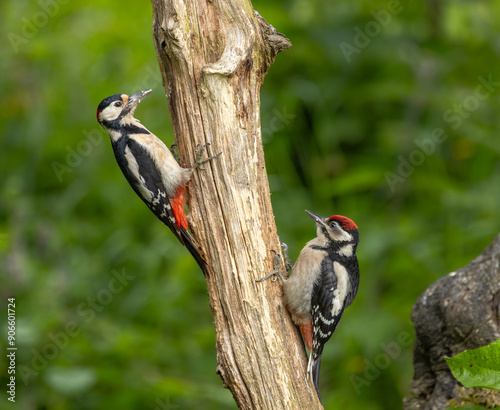 Great spotted woodpecker -Dendrocopos major