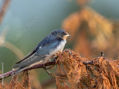 Barn swallow - Hirundo rustica