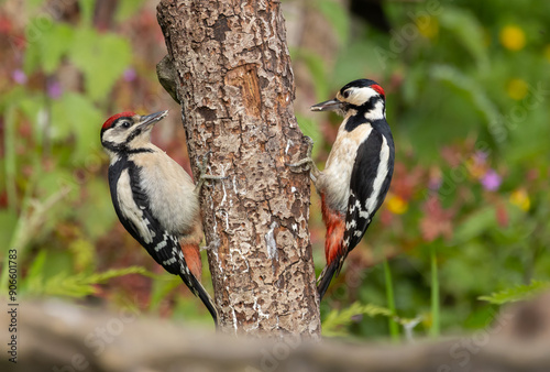 Great spotted woodpecker -Dendrocopos major