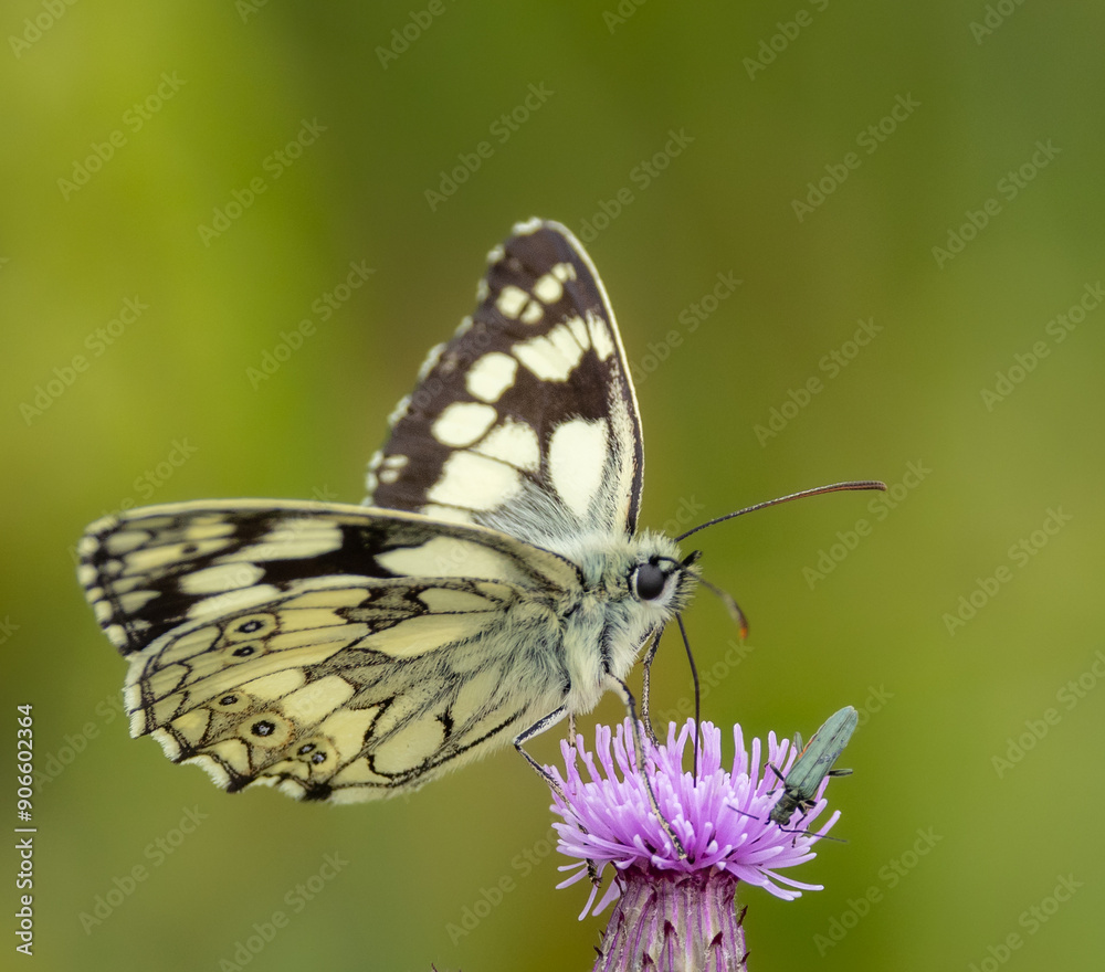 Marbled white butterfly -Melanargia galathea Marbled white butterfly -Melanargia galathea
