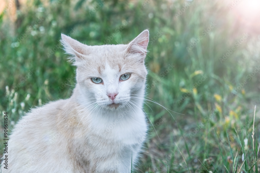 Fototapeta premium Adorable stray cat close-up on nature background.