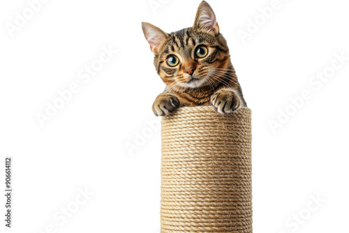 Cat Scratching Post On White Background