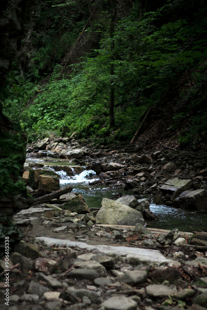 river in the forest river in the forest