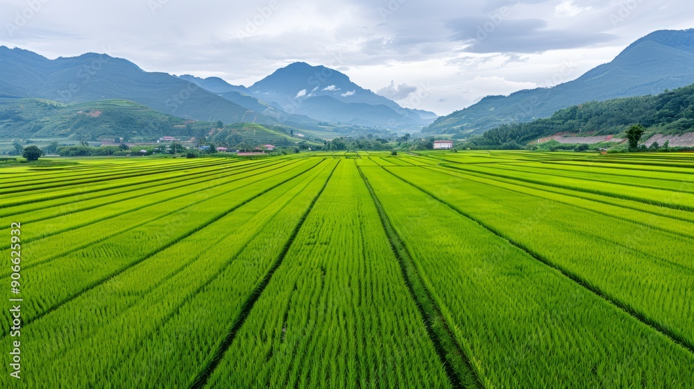 Lush green rice field surrounded by majestic mountains under cloudy sky, showcasing nature's beauty and agricultural landscape. Lush green rice field surrounded by majestic mountains under cloudy sky, showcasing nature's beauty and agricultural landscape.