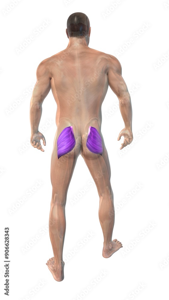 The human muscular system highlight Gluteus maximus muscles The human muscular system highlight Gluteus maximus muscles