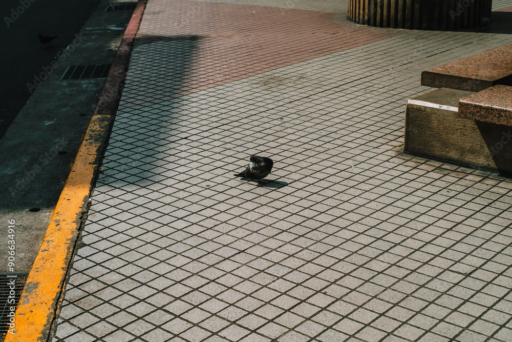 毛づくろいする鳩 毛づくろいする鳩
