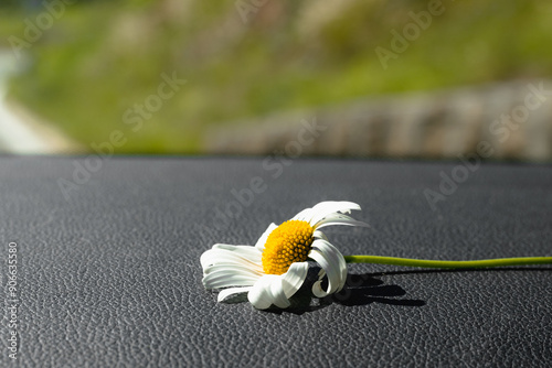 Flower lying on a grey surface