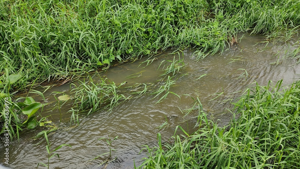 grass in the water grass in the water