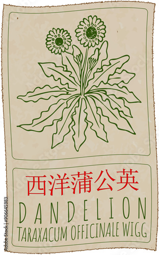 Vector drawing DANDELION in Chinese. Hand drawn illustration. Latin name is TARAXACUM OFFICINALE WIGG.
 photo