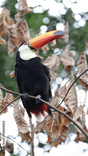 A tucan on Paque das Avez, Foz do Iguaçu, Parana, Brazil