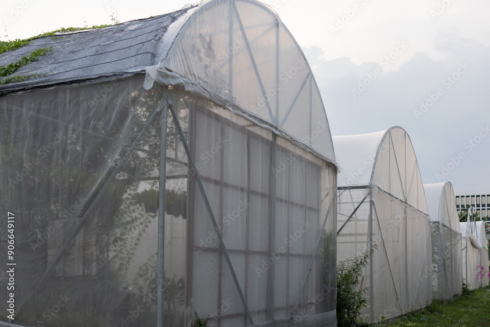 A row of greenhouses with white plastic covering A row of greenhouses with white plastic covering