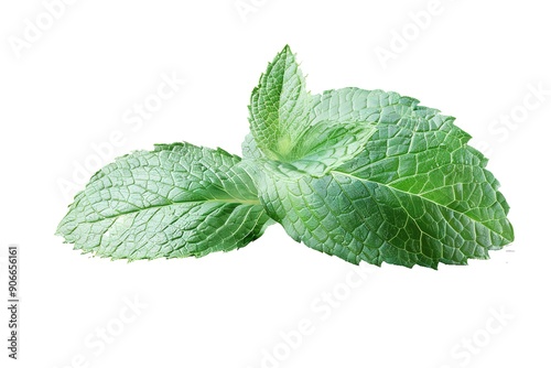 Fresh raw mint leaves isolated on a white background