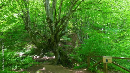 Beautiful spring waterfall Dokuzak in Strandzha Mountain, Bulgaria . Strandja mountain, waterfall in the forest. Magnificent landscape near Burgas photo