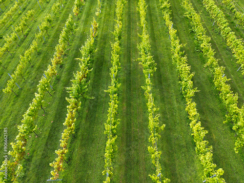 Aerial view of rows of vines in a vineyard in the UK. No people. photo