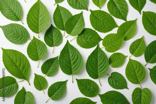 Flying green leaves on white background. Fresh spring foliage. Environment and ecology backdrop