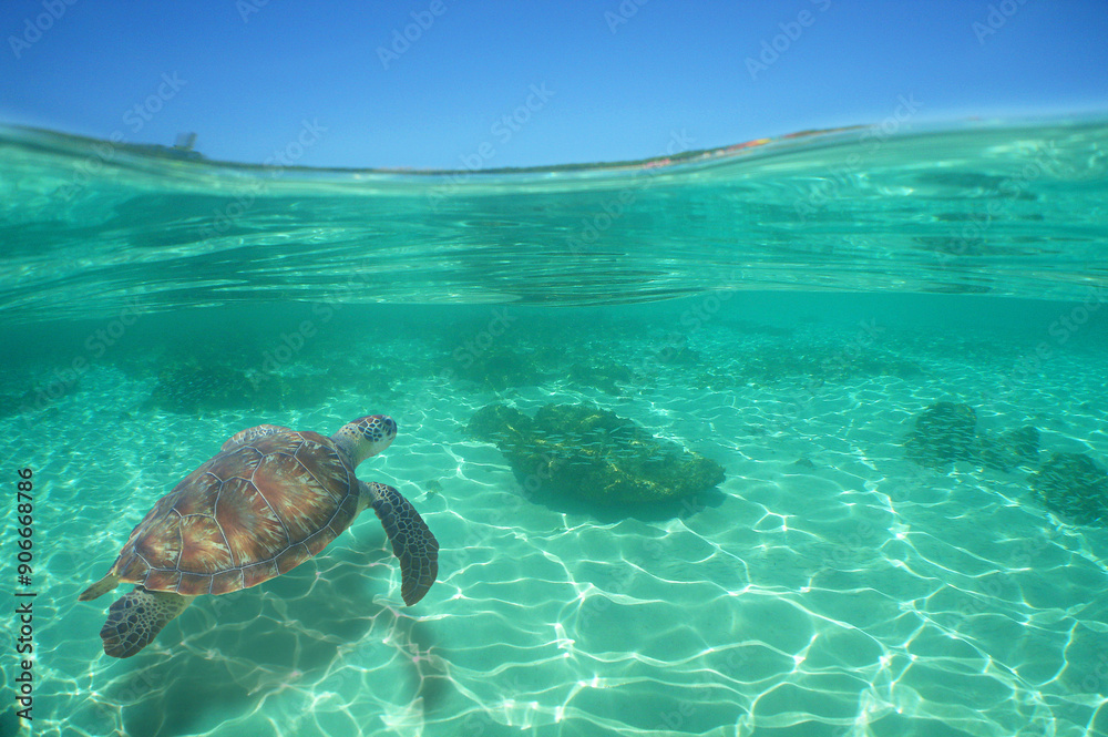 Obraz premium a sea turtle in the crystal clear waters of the island of Curacao