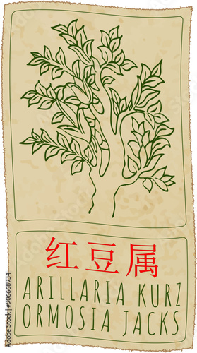 Vector drawing ARILLARIA KURZ in Chinese. Hand drawn illustration. Latin name is ORMOSIA JACKS.
