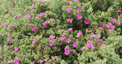 Cistus albidus - Grey-leaved cistus or rockrose, bushy shrub producing numerous pink flowers and silvery-grayish green, hairy, narrow oval leaves grown as ornamental hedge on a rocky site
 photo