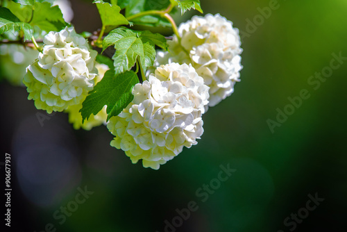 White blossoms of a viburnum in a botanical garden
 #906677937