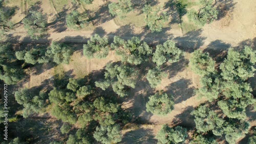 Olive trees plantation for the production of table olive oil, aerial view of a lush aegean forest, featuring a dense growth of olive trees. The camera moves across the landscape. 4K Cinematic footage Olive trees plantation for the production of table olive oil, aerial view of a lush aegean forest, featuring a dense growth of olive trees. The camera moves across the landscape. 4K Cinematic footage