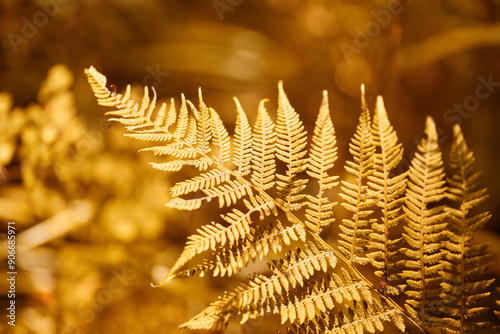 beautiful golden colored fern leaf close up on blurred background