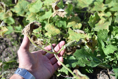 Hot and dry weather caused fungus on cucumber leaves. Crop failure and less cucumbers in Poland.
