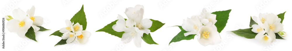 Obraz premium Jasmine flowers and green leaves isolated on white, set