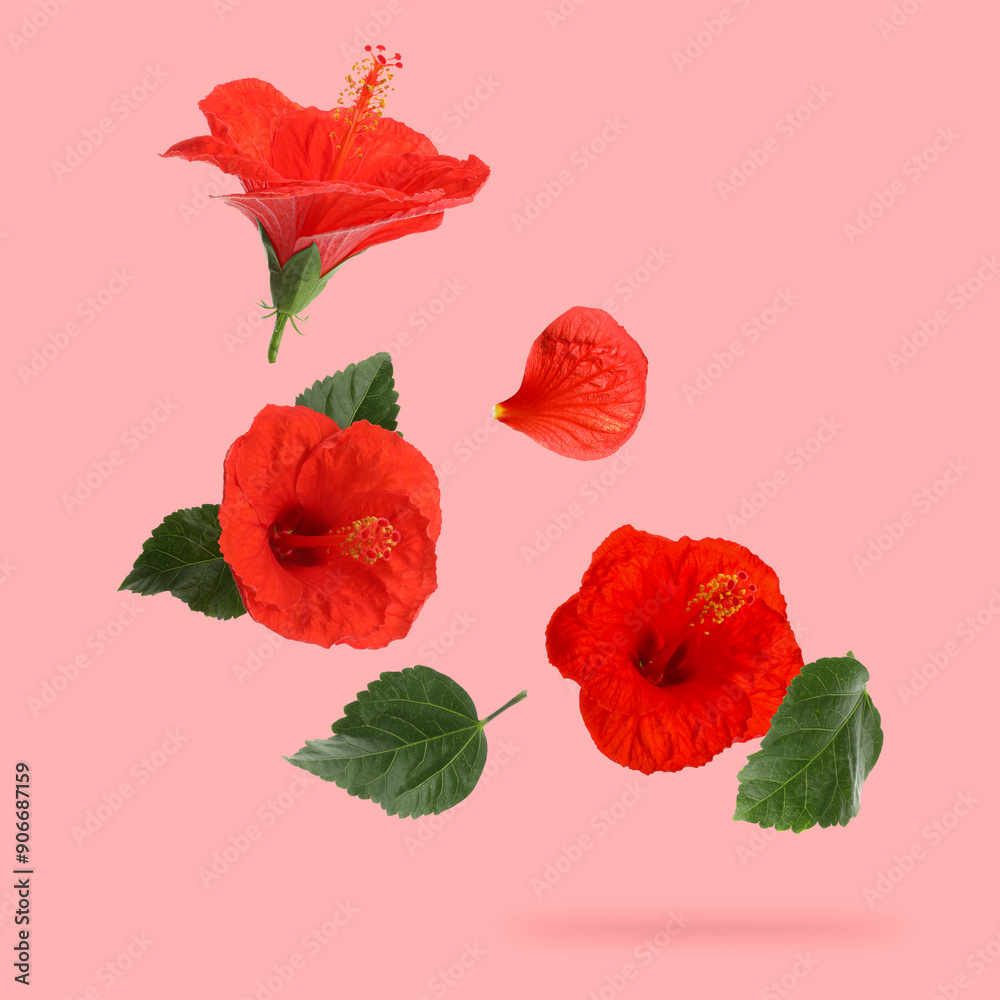 Red hibiscus flowers and green leaves in air on pink background Red hibiscus flowers and green leaves in air on pink background