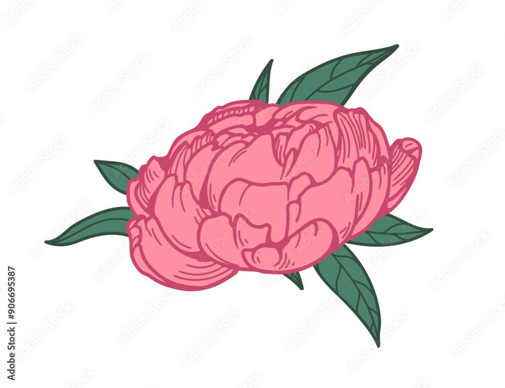 Peony blossom, flower bud and leaf. Floral plant, bloom with gentle petals and leaves. Botanical design element in retro vintage style. Hand-drawn vector illustration isolated on white background Peony blossom, flower bud and leaf. Floral plant, bloom with gentle petals and leaves. Botanical design element in retro vintage style. Hand-drawn vector illustration isolated on white background