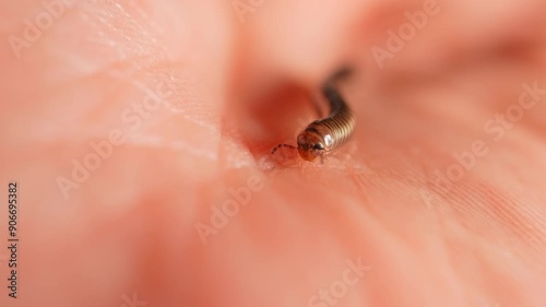 Millipede walks on human hand. Scary crawling centipede bug on human skin. Formication sensation on or under the skin. Halloween shot of the insect. Entomophobia phobia of bugs and insects, horror. photo