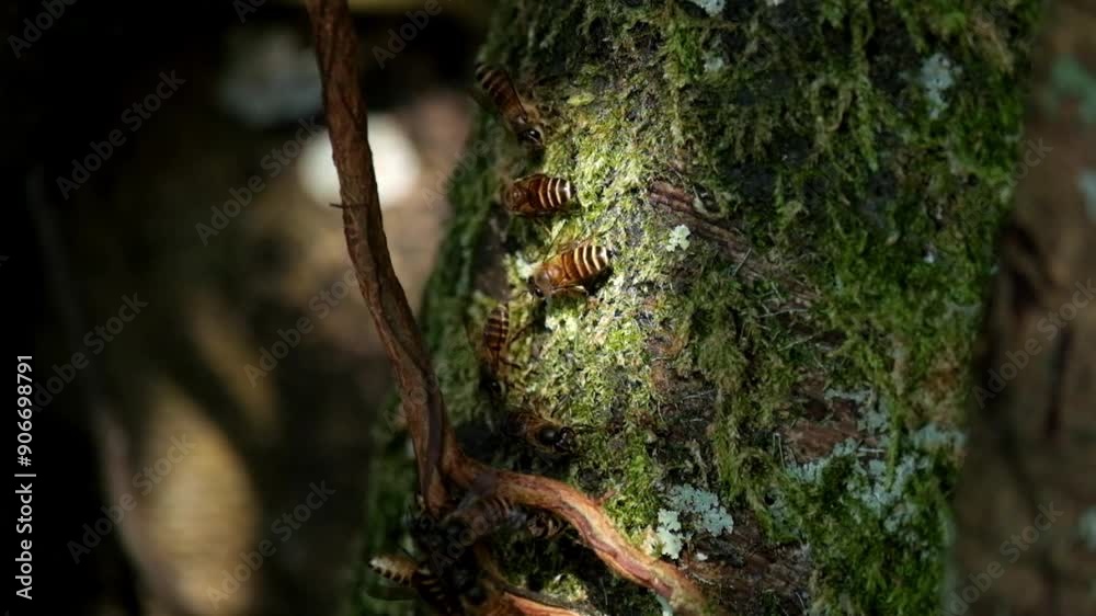 Honey bee colonies on tree trunks. Honey bees live in clusters in one place. Honey bees produce honey that tastes sweet. Footage 4K,60FPS Honey bee colonies on tree trunks. Honey bees live in clusters in one place. Honey bees produce honey that tastes sweet. Footage 4K,60FPS