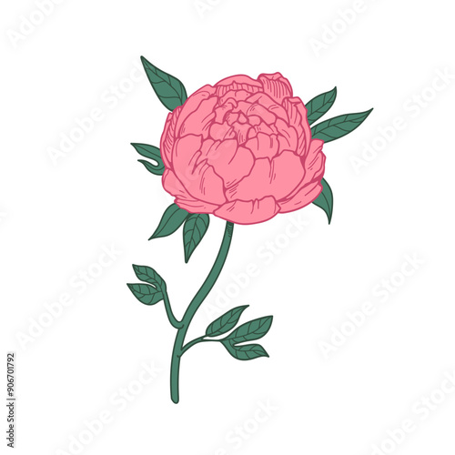 Peony blossom. Japan flower. Japanese floral branch. Retro bloom, botanical d...