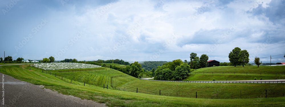 Fototapeta premium Panorama of county road between hills with vineyard near Richmond, Kentucky
