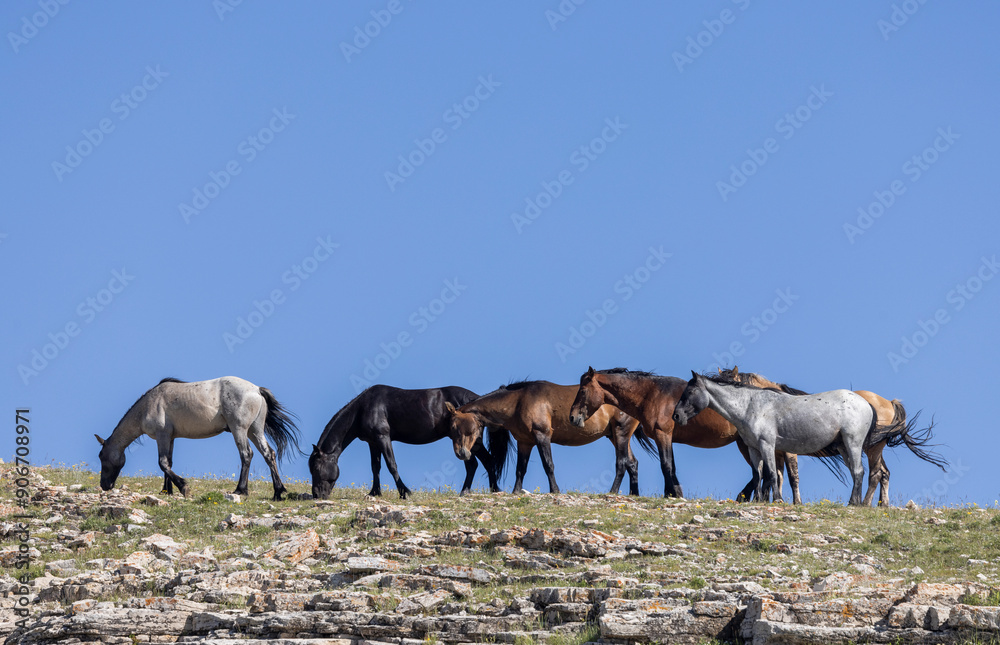 Fototapeta premium Wild Horses in Summer in the Pryor Mountains Montana