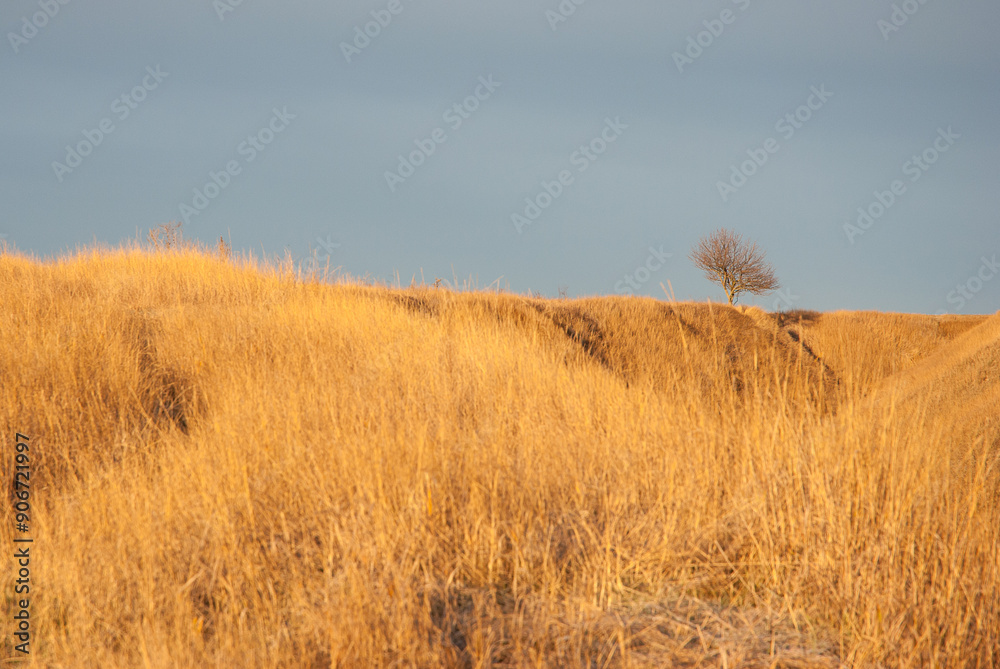 Yellow grass and tree against a blue sky, natural background. Yellow grass and tree against a blue sky, natural background.
