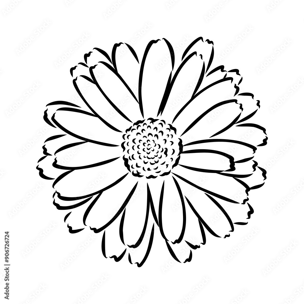 Hand drawn flowers - Calendula officinalis or pot marigold. Ink style drawing Hand drawn flowers - Calendula officinalis or pot marigold. Ink style drawing