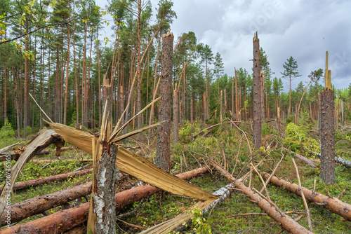 Bilde på lerret Broken pine trees after a strong storm in the forest