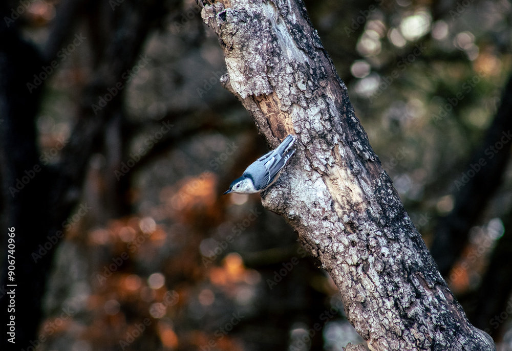 Fototapeta premium White-Breasted Nuthatch