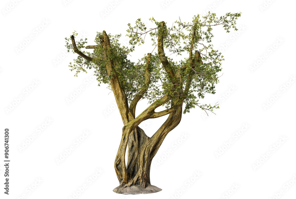 Ancient Olive Tree on Black Background Ancient Olive Tree on Black Background