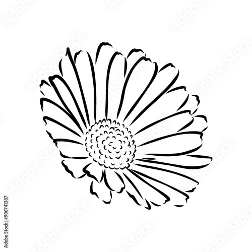 Hand drawn flowers - Calendula officinalis or pot marigold. Ink style drawing