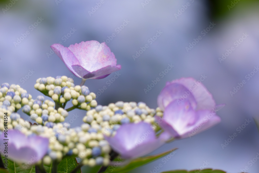 Obraz premium 色とりどりに美しい6月のアジサイ 