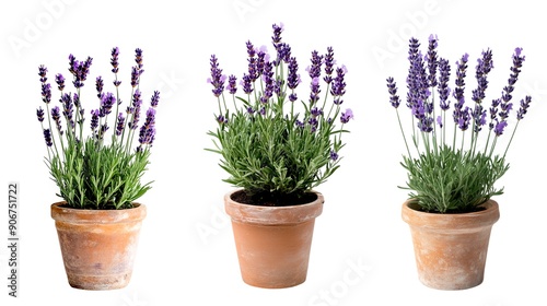 lavender in a pot isolated on a white background