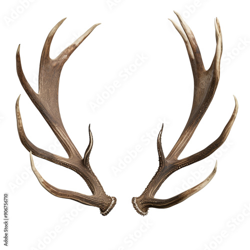 Antlers clip art