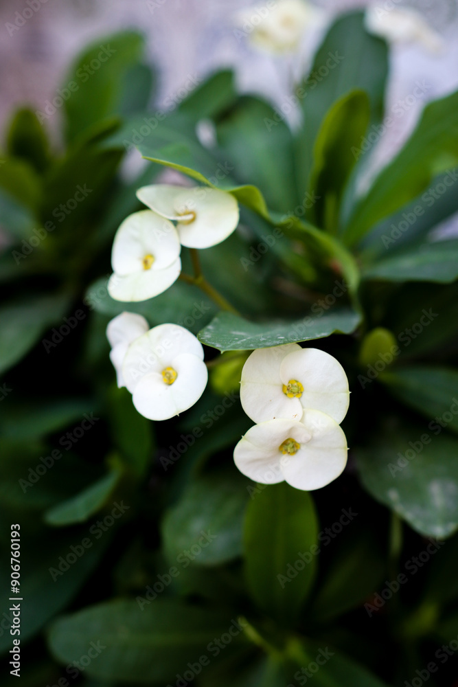Obraz premium lily of the valley