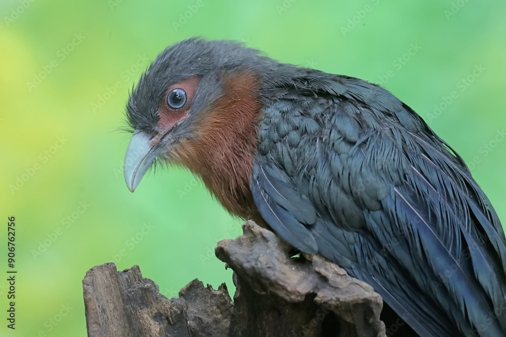 A young chestnut-breasted malkoha hunts for small insects on a rotting tree trunk. This beautifully colored bird has the scientific name Phaenicophaeus curvirostris. A young chestnut-breasted malkoha hunts for small insects on a rotting tree trunk. This beautifully colored bird has the scientific name Phaenicophaeus curvirostris.